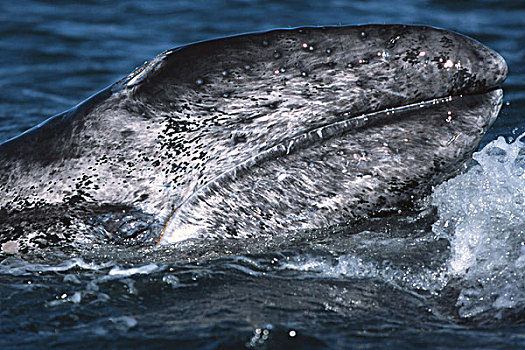 灰鲸,幼兽,平面,下加利福尼亚州,墨西哥