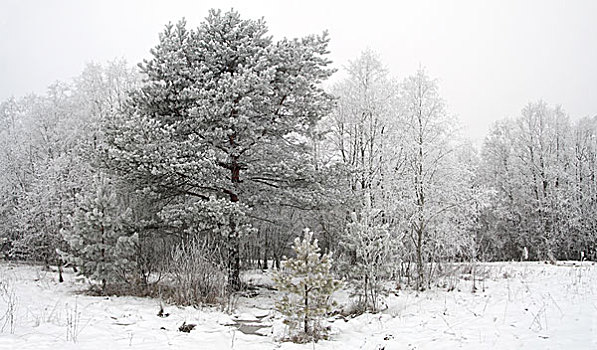 背景,冬天,树