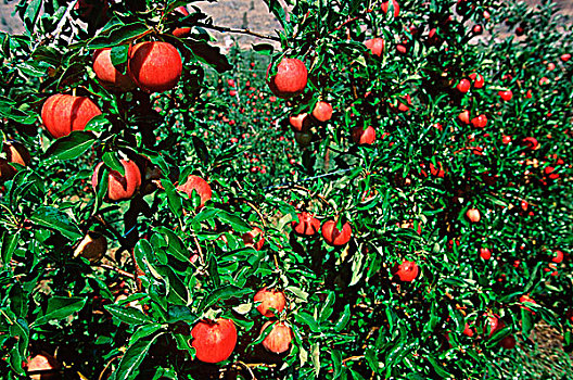 苹果,成熟,果园,不列颠哥伦比亚省,加拿大