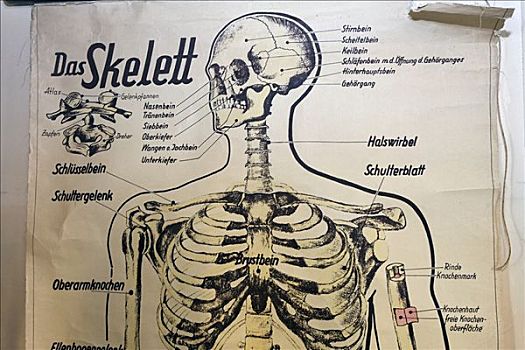 老,图表,人体骨骼,学校,授课,特写,历史,教室,德国,欧洲