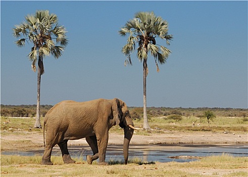 大象,水潭,棕榈树