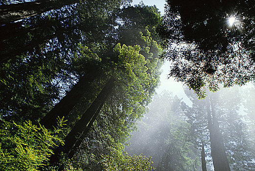 红杉林,加利福尼亚,美国