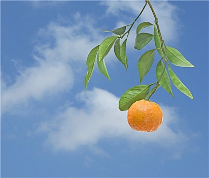 柑橘,枝头