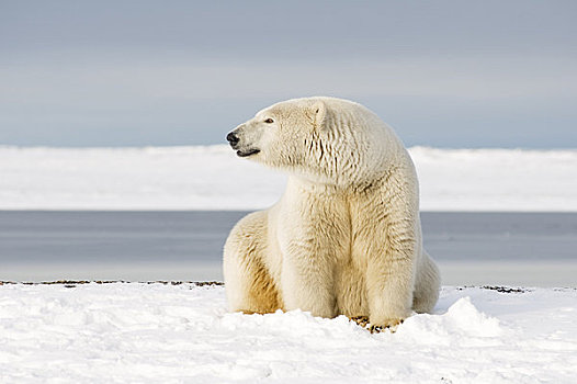 北极熊,母熊,早,秋天,岛屿,区域,北极圈,国家野生动植物保护区,阿拉斯加