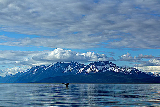 驼背鲸,运河,东南阿拉斯加,夏天