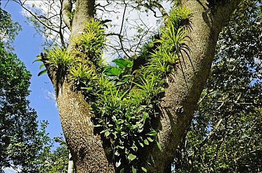 树,自然保护区,哥斯达黎加,中美洲
