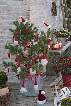 装饰,松树,生活方式,圣诞树