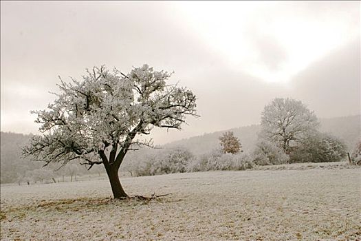 苹果树,冬天,白霜