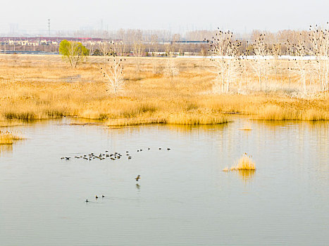 江苏东海,大美湿地,鸟儿乐园
