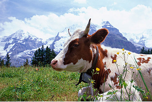 母牛,山峦,伯尔尼阿尔卑斯山,瑞士