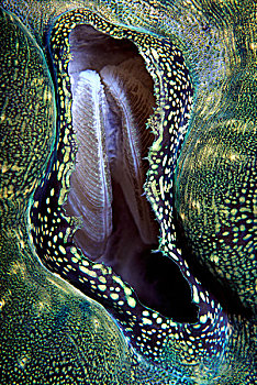 巨蛤,十亿,巴布亚新几内亚