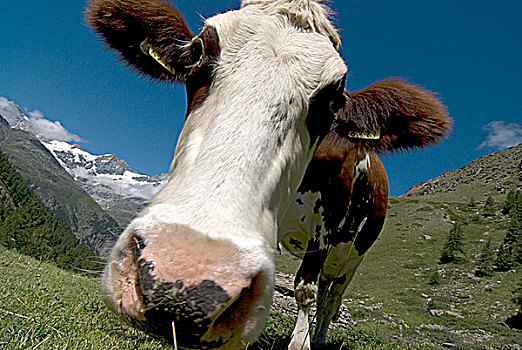 瑞士,特写,母牛,口鼻部