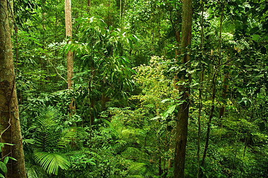 热带雨林,风景
