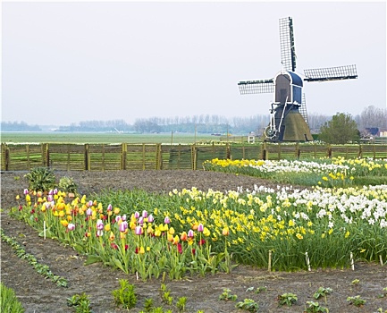 风车,郁金香,水仙花,靠近,荷兰