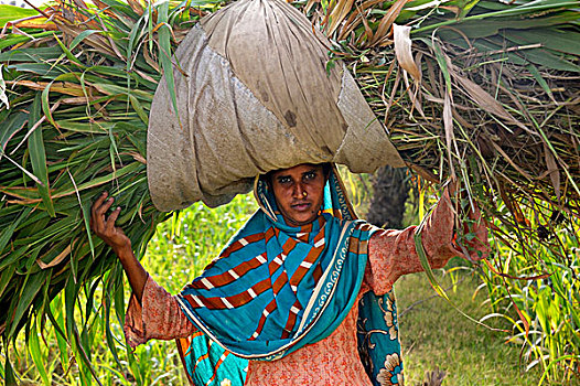 女人,玉米,叶子,乡村,靠近,旁遮普,巴基斯坦,亚洲