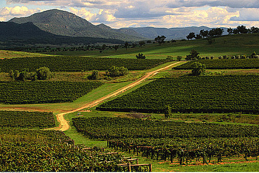 俯视,葡萄酒厂,新南威尔士,澳大利亚