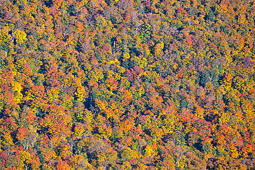 秋日树林,抽象,背景,佛蒙特州