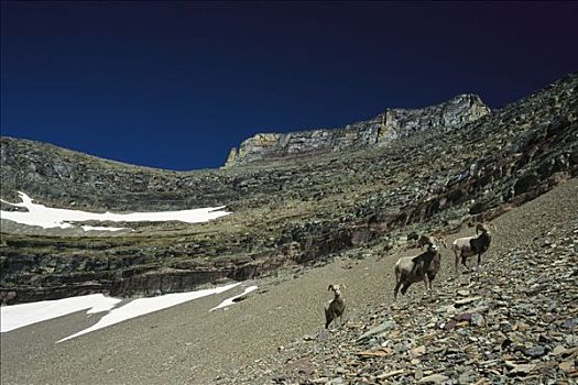 大角羊,山,斜坡,落基山脉,北美