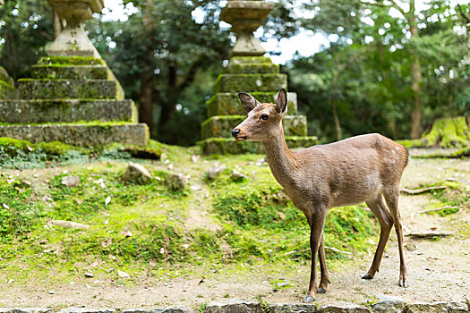 野生,鹿,日本寺庙
