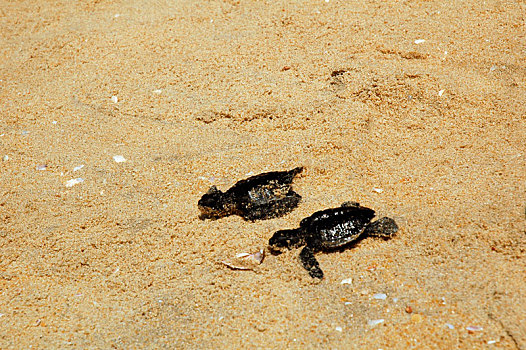 龟,走,沙滩