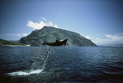 宽吻海豚,成年,跳跃,厄瓜多尔,伊莎贝拉岛,加拉帕戈斯群岛