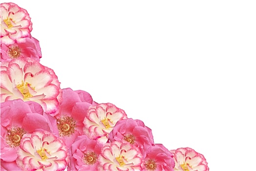 粉红玫瑰,花,情人节,母亲节