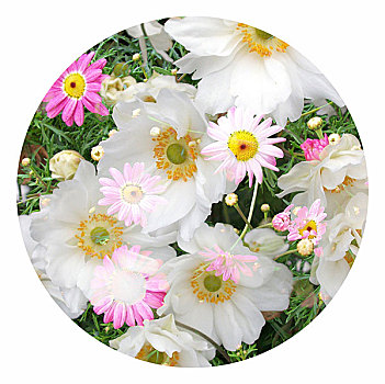 花,白色,圆