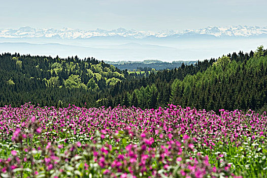 草地,春天,花,靠近,瑞士,阿尔卑斯山,背影,黑森林,巴登符腾堡,德国,欧洲