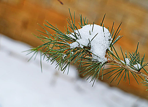 雪中的树枝,创意,植物,艺术,风光,自然,绿色,特写,枝叶,素材,雪松,侧柏,棕,雪