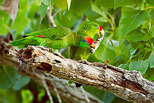 鹦鹉,亚马逊河鹦鹉,成年,玩,树皮,巢,德克萨斯,美国