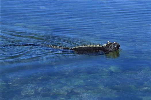 海鬣蜥,潮汐塘,费尔南迪纳岛,加拉帕戈斯群岛,厄瓜多尔