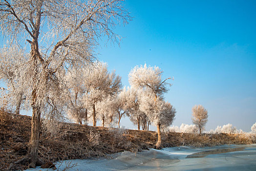 新疆冬天的雾凇