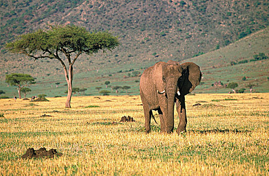 非洲,肯尼亚,马塞马拉野生动物保护区,非洲象