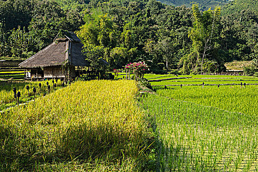 住宿,稻田,乡村,琅勃拉邦,省,老挝