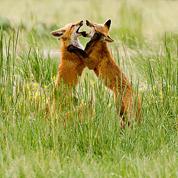 红狐,小动物,巢穴,靠近,怀俄明