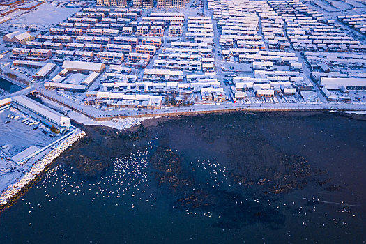航拍山东威海俚岛镇烟墩角拍摄的冬天雪地天鹅风景