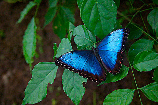 蓝色大闪蝶,蒙特卡罗,哥斯达黎加