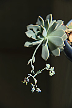 植物,肉质,芙蓉雪莲,芙蓉雪莲花