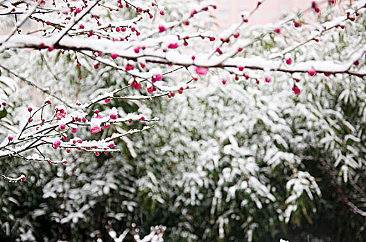 大雪中含苞待放的梅花