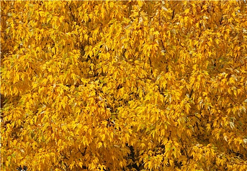 秋天,树,许多,叶子,黄色,背景,图像