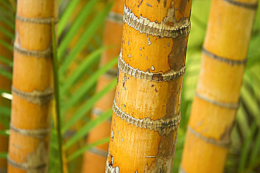 竹子,茎,昆士兰,澳大利亚