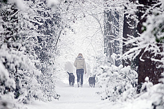女孩,走,狗,树林,下雪,弗里斯兰省,荷兰