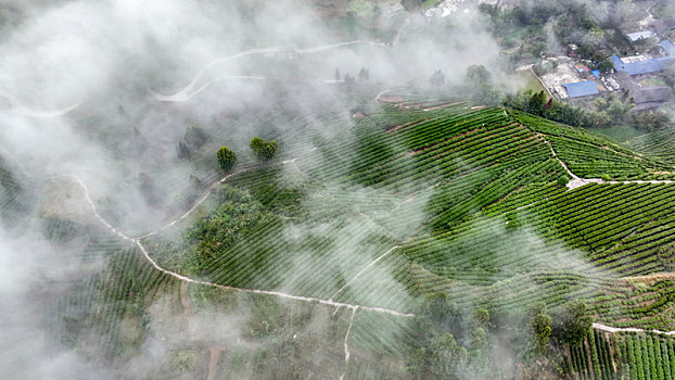 重庆酉阳,秋雾润茶园,来年茶更香