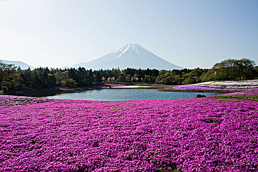 富士山,福禄考属植物