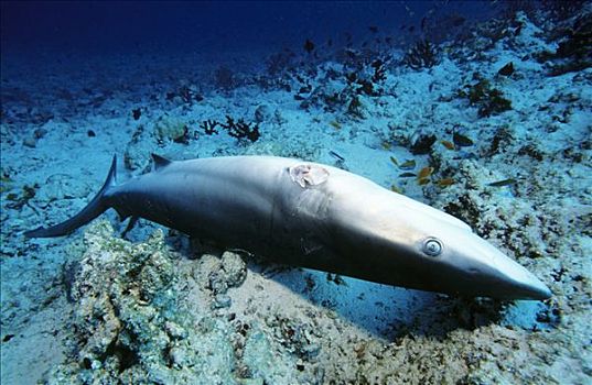 死,灰礁鲨,黑尾真鲨,鳍,珊瑚礁,环礁,马尔代夫,印度洋,亚洲