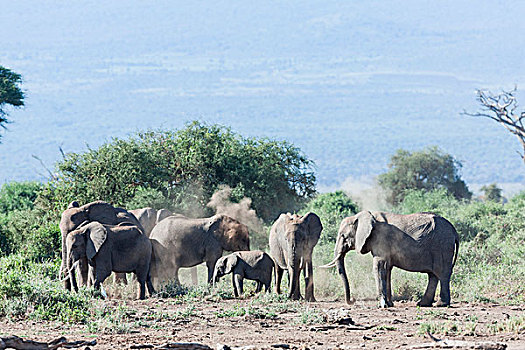 非洲,灌木,大象,非洲象,沙子,浴,安伯塞利国家公园,肯尼亚