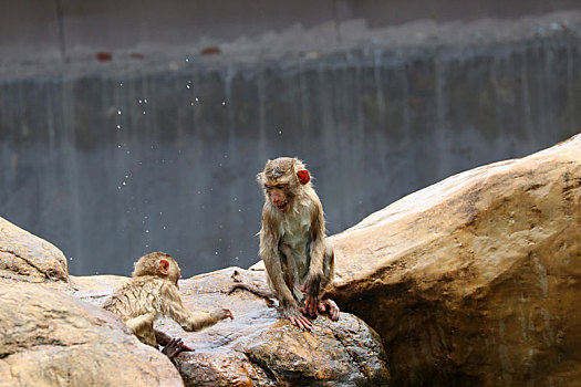 广州动物园的猴子