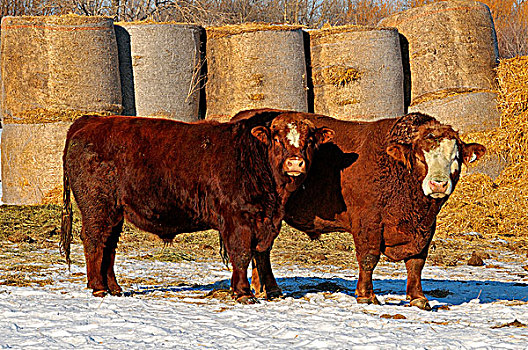 图像,年轻,公牛,站立,破旧,饲育场,乡村,艾伯塔省,加拿大