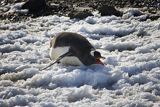 antarctic