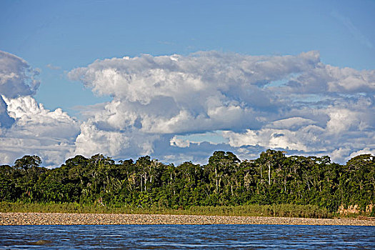 热带森林,河,玛努国家公园,秘鲁